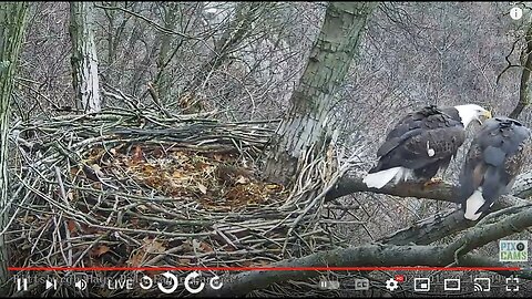 Hays Mom and Dad Mate on Nest branch 2023 01 20 1539