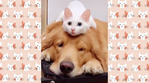 Cute and Funny Cat Videos😸2021