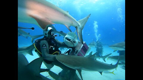 Feeding sharks!!! It is a dinner timeeee!!!