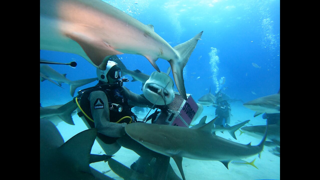 Feeding sharks!!! It is a dinner timeeee!!!