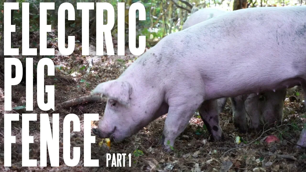 How To Run Pigs On Electric Fence