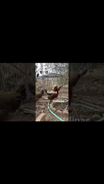 How to say hen in Spanish #vocabulary #farming