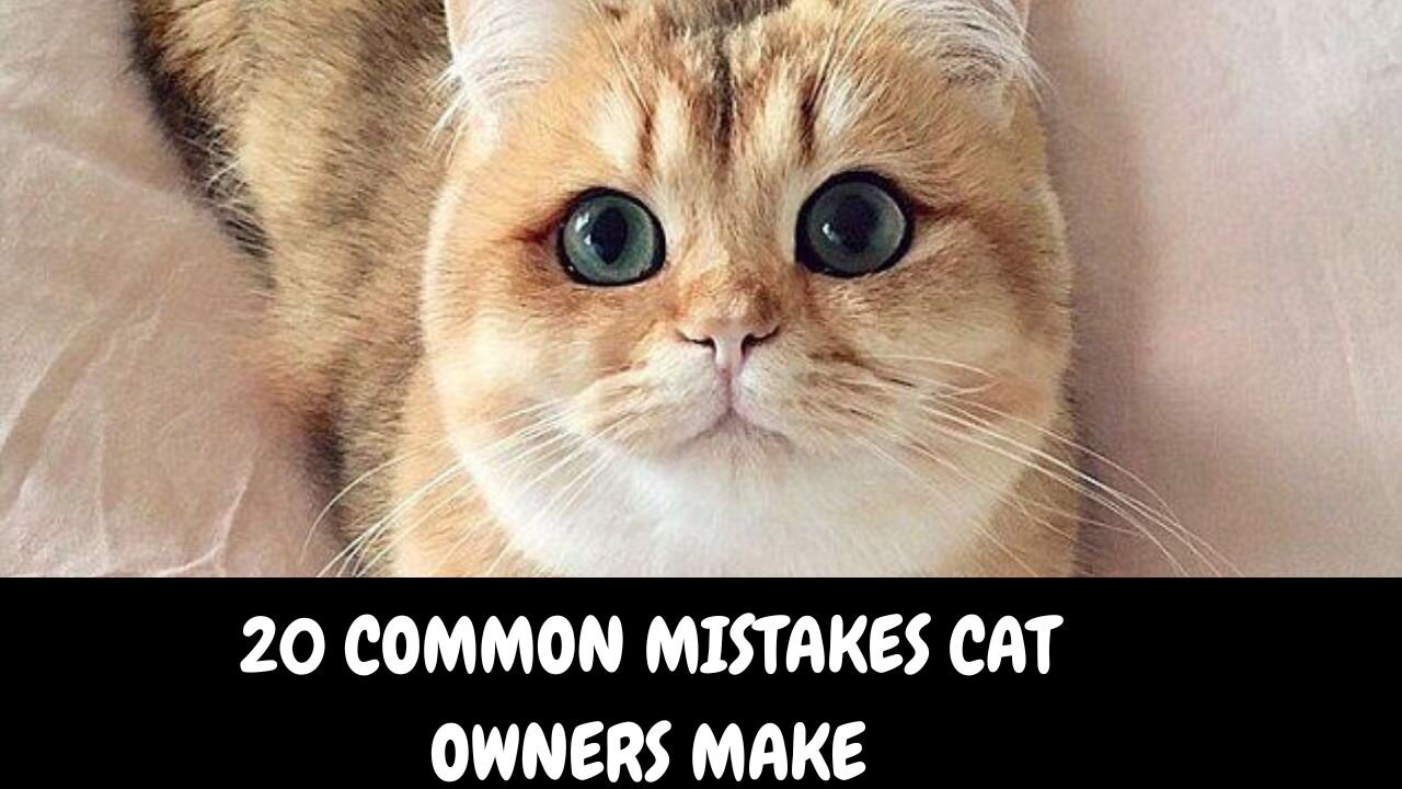 20 Common Mistakes Cat Owners Make