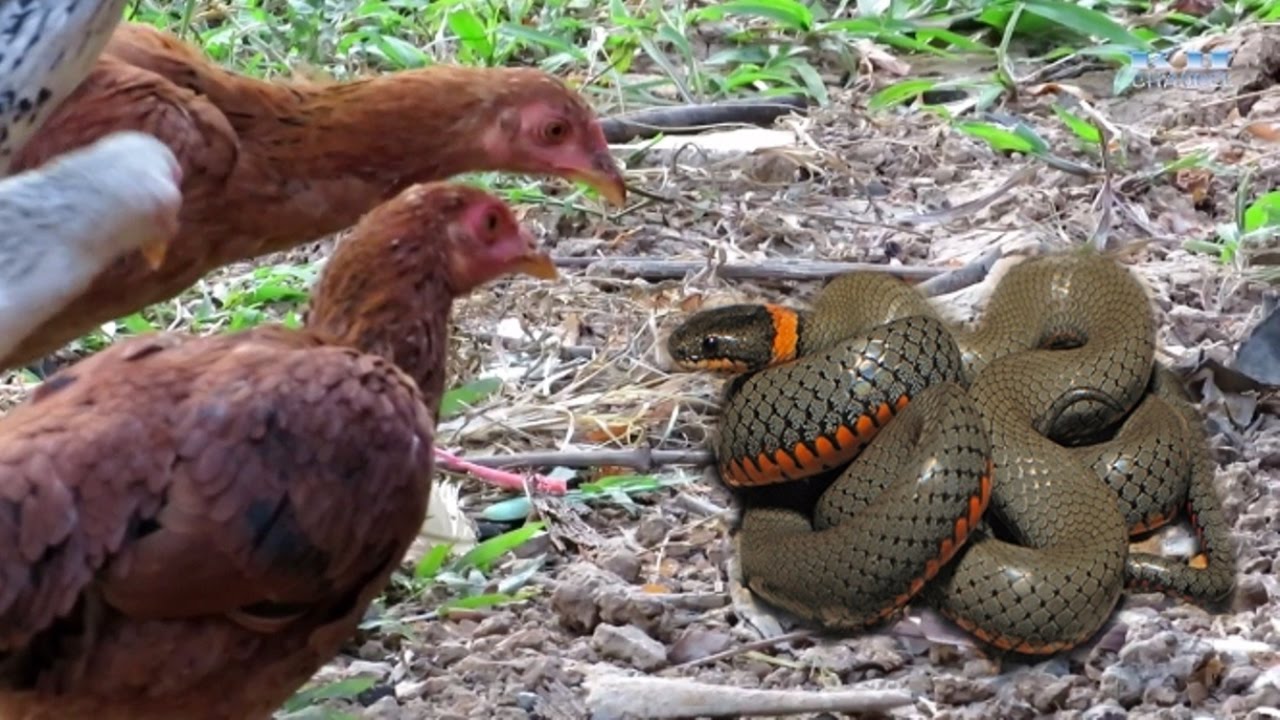 The strongest fight between a chicken and a snake