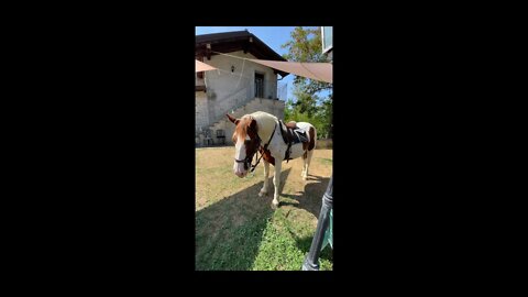 I Opened a HORSE’S RESTAURANT in Italy
