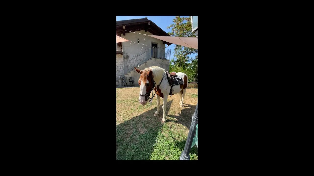 I Opened a HORSE’S RESTAURANT in Italy