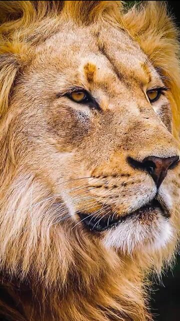 Happy world lion day