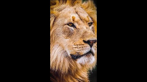 Happy world lion day