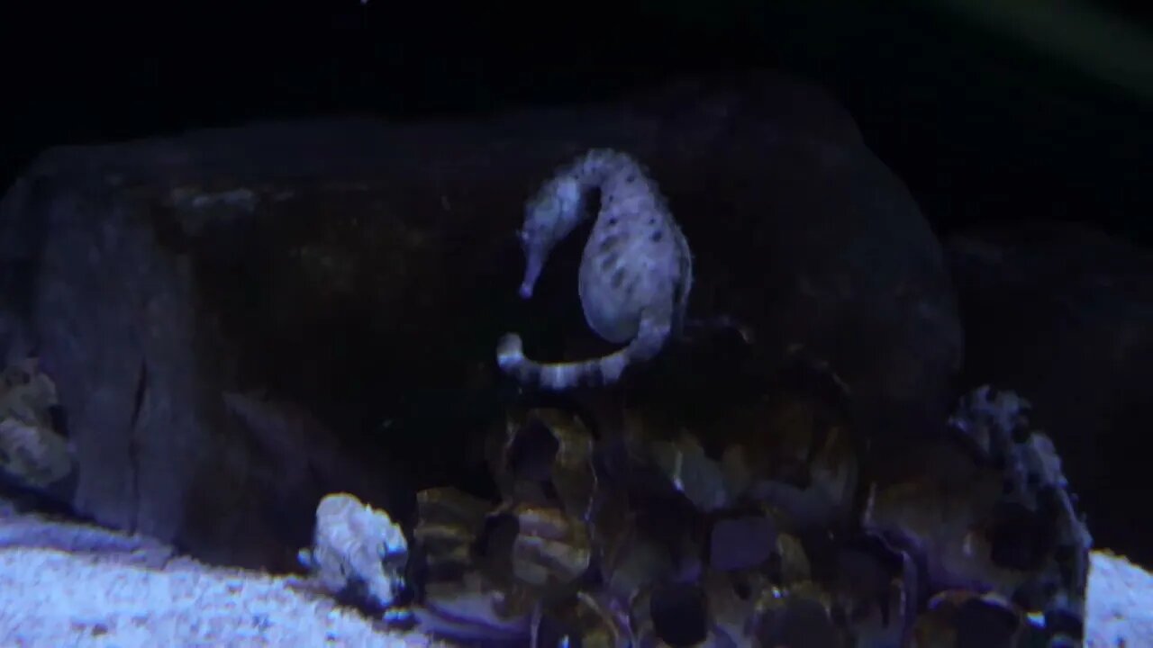 Seahorses - Newport Aquarium - Jan '23