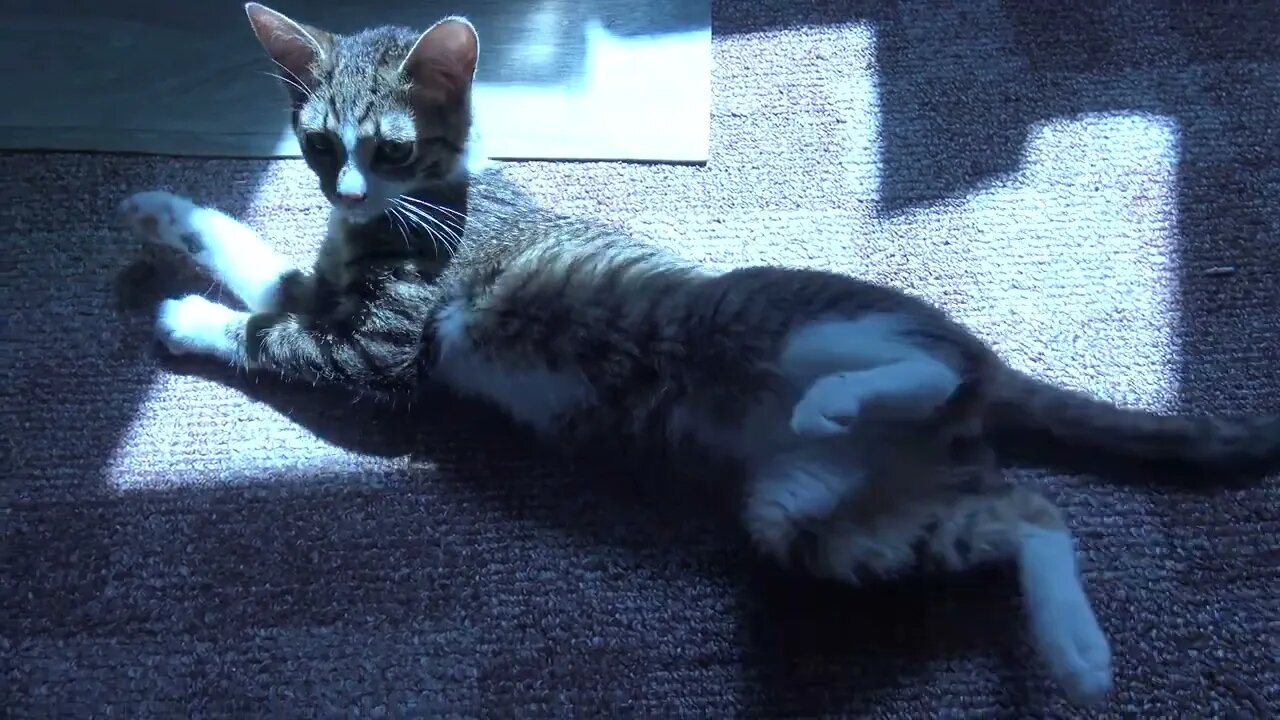 Small Cat Sleeps in the Sun