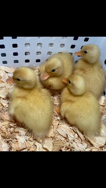 Baby Call Ducks