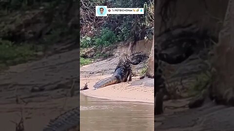 Onça captura Jacaré no Pantanal e tem jantar garantido no dia #shorts