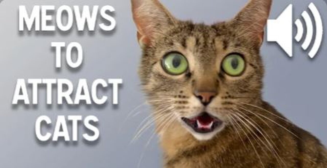 Sounds that attract cats - Meow to make cats come to you