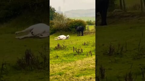 Only in Scotland 🏴󠁧󠁢󠁳󠁣󠁴󠁿 volume up ⬆️ 😂 #shorts #shortsfeed #clips #shortvideo