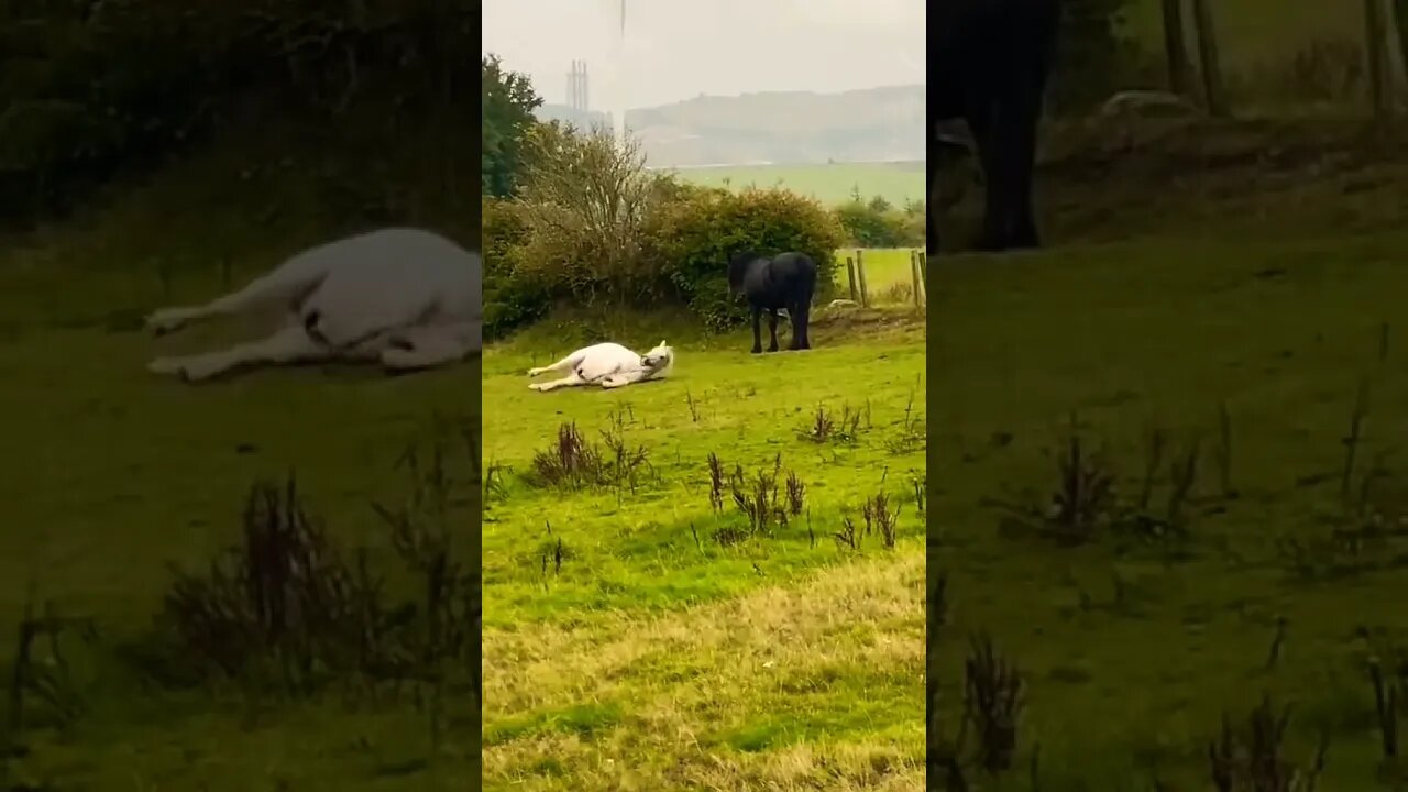 Only in Scotland 🏴 volume up ⬆️ 😂 #shorts #shortsfeed #clips #shortvideo