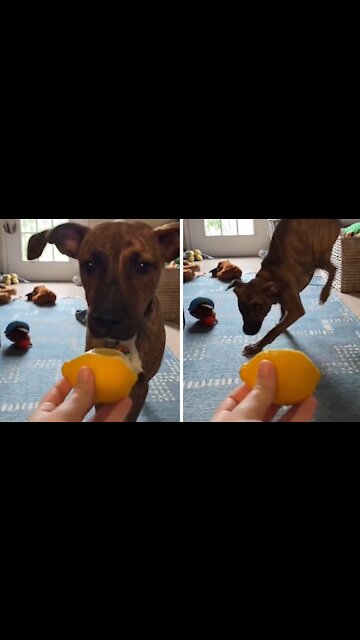 Puppy Has Priceless Reaction To Tasting A Lemon