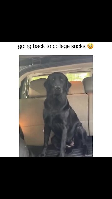 Dog wants to go to college with owner, jumps in back of car