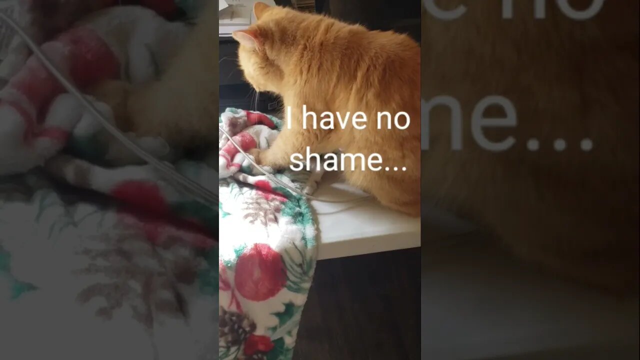 Grandpa fluffs His Bed... #kentucky #funnycats #cats #funny #catlover