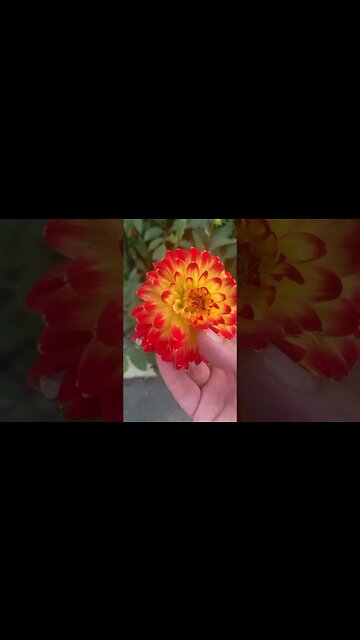 Beauty that i can gently hold in my hand- most beautiful flower