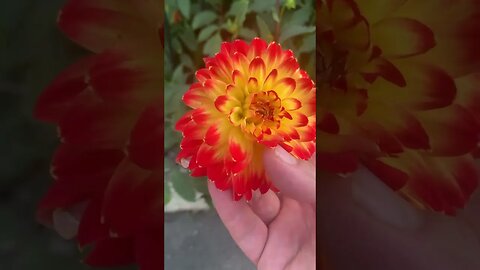 Beauty that i can gently hold in my hand- most beautiful flower