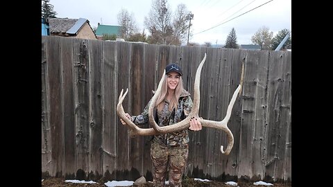 "Captain Hook" shed elk antler.