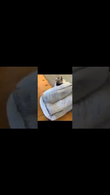 Alien Under the Pillow, It's Alive!!