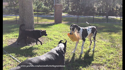 Dogs have fun playing keep away with delivery box