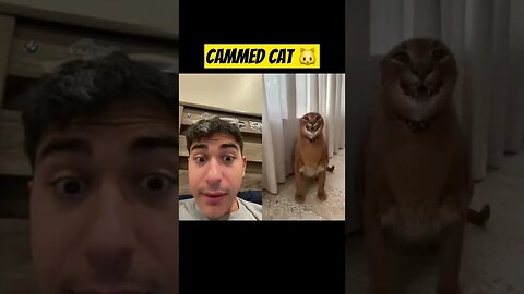 CAMMED CAT 🐱