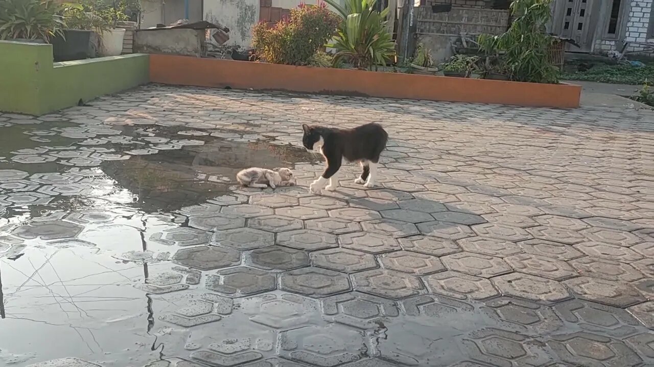 Pertarungan kucing kecil mental Singa..tidak mundur sejengkal pun