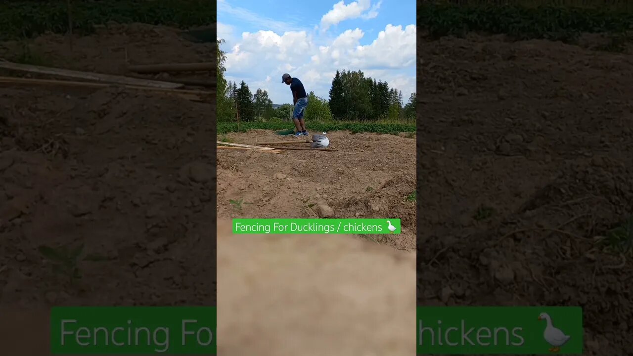 Building a FENCE for my Ducklings 1πͺΏπ | #shorts #short #shortvideo #shortsvideo #food #farming #duck