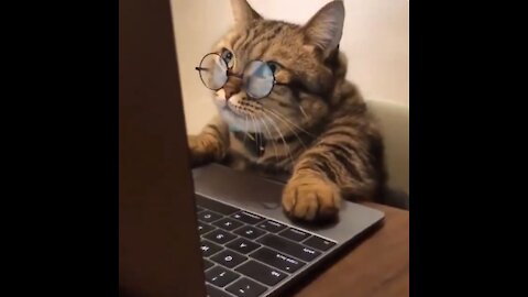 Cat Funny Video,Try not to Laugh