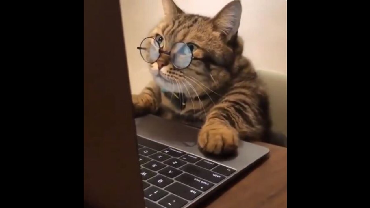 Cat Funny Video,Try not to Laugh