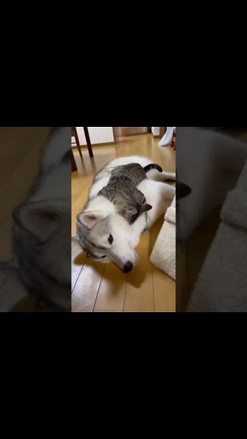 Cat And Dog, Good Relationship