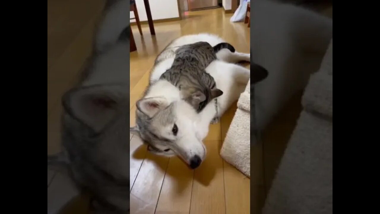 Cat And Dog, Good Relationship