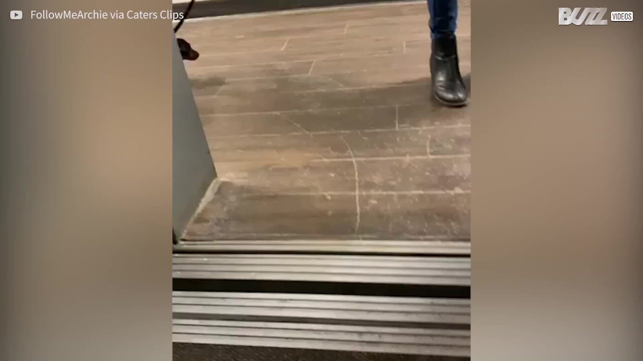 Les ascenseurs font peur à ce teckel