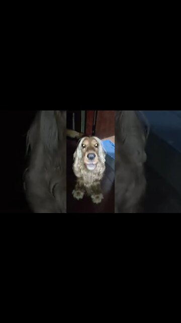 #dogshow, #amimals, #dogs, #shorts