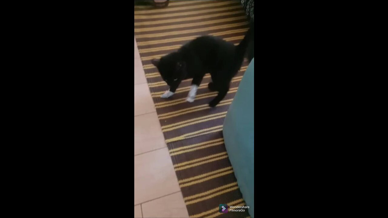 Watch my cat's reaction by sticking a tape in her hands