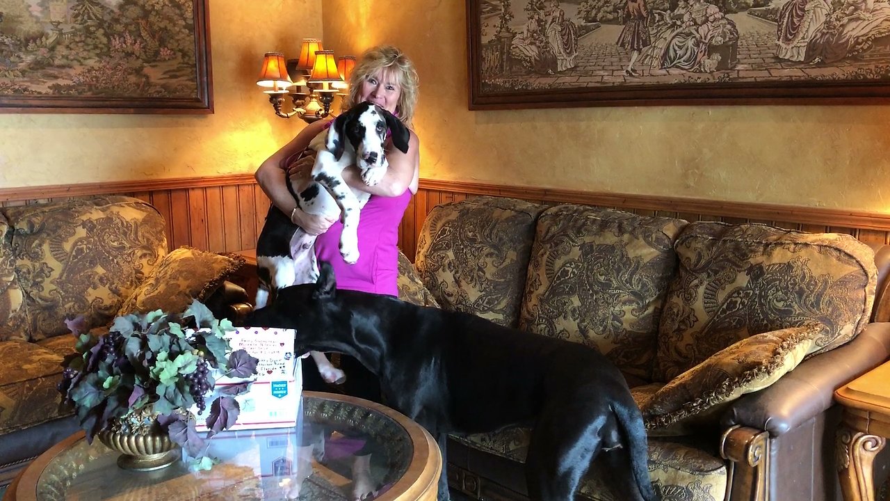 Great Dane and Puppy Open Thanksgiving Gifts from You Tube Fairy God Mother