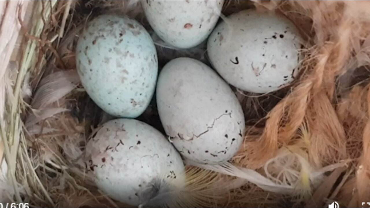 Growth stages of canaries