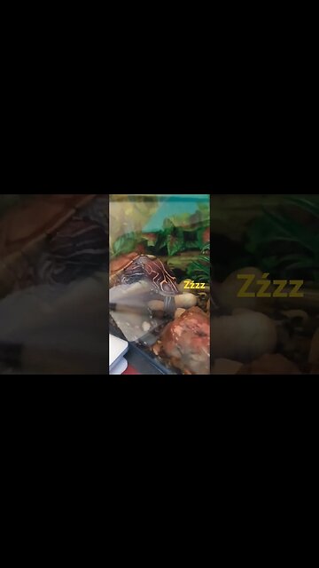 sleepy Turtle zzzzz #pets #turtle