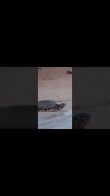 Kauai Relaxing Morning Ocean Sounds #shorts #naturesounds