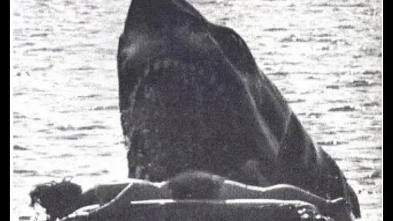 Suspense and Shocking Sharks