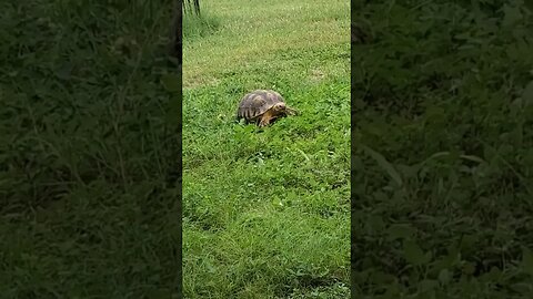 Eating grass all day #pets #petlover