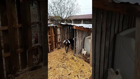 Goats and chickens in the rain!