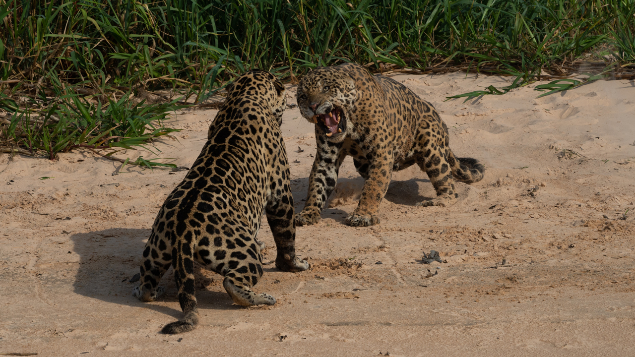 Male Jaguars Engage Into A Fierce Territorial Fight