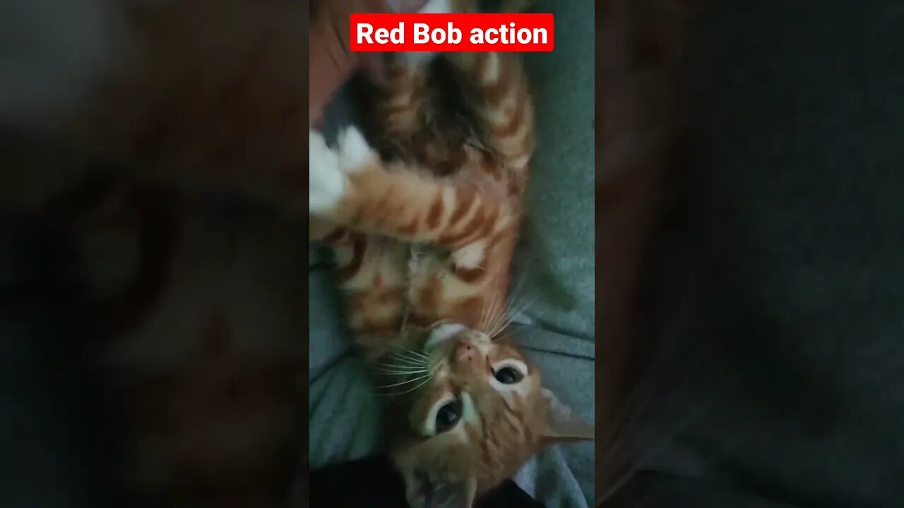 Red Bobby terreur