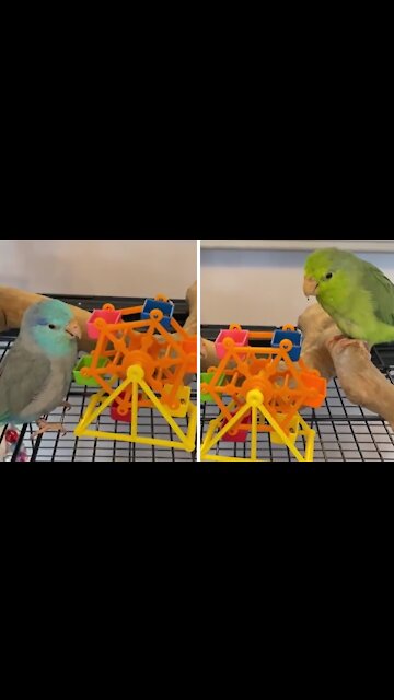 Hungry parrots love snacking on their delicious food