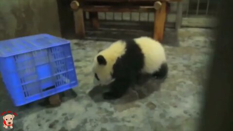 Cute panda video collection，Filmed in Chinese panda