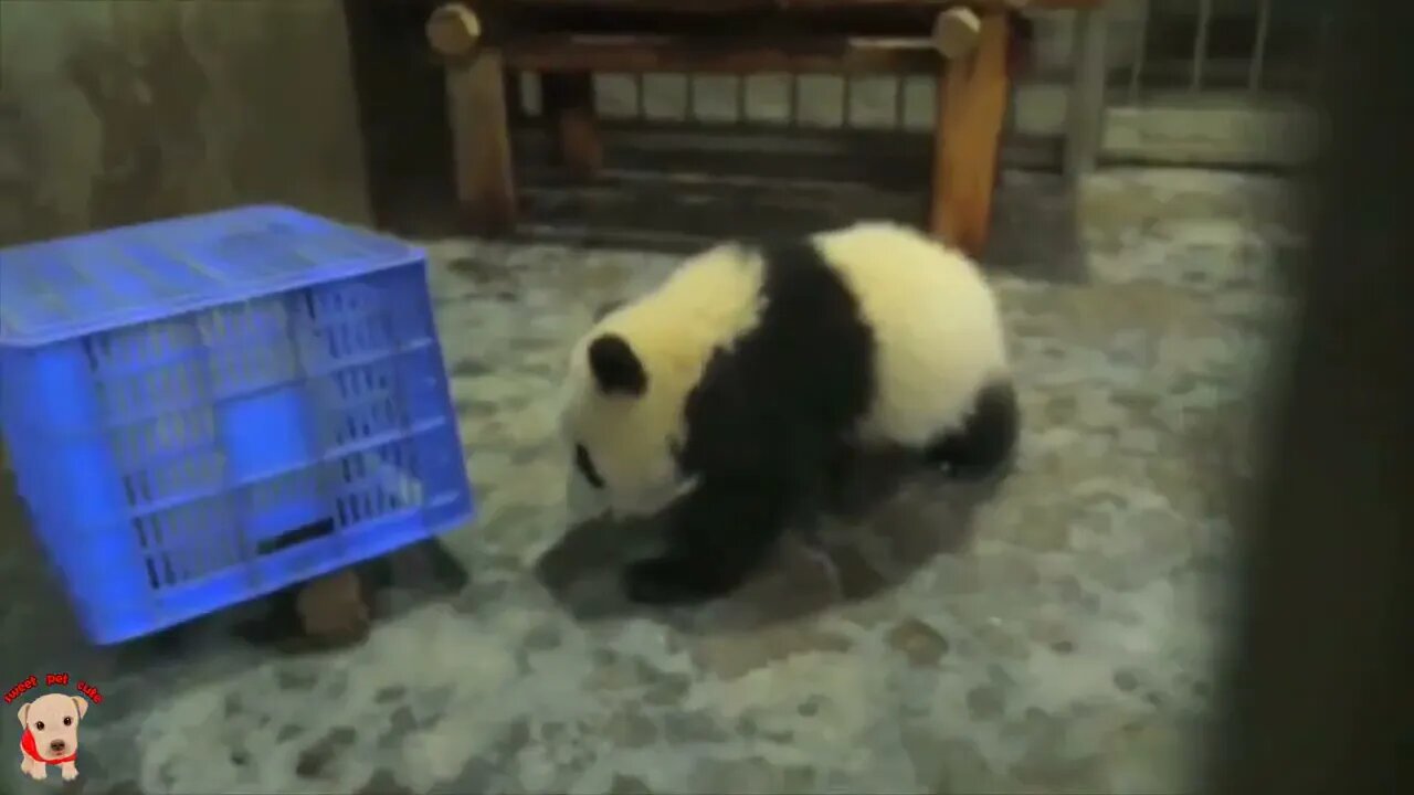 Cute panda video collection,Filmed in Chinese panda