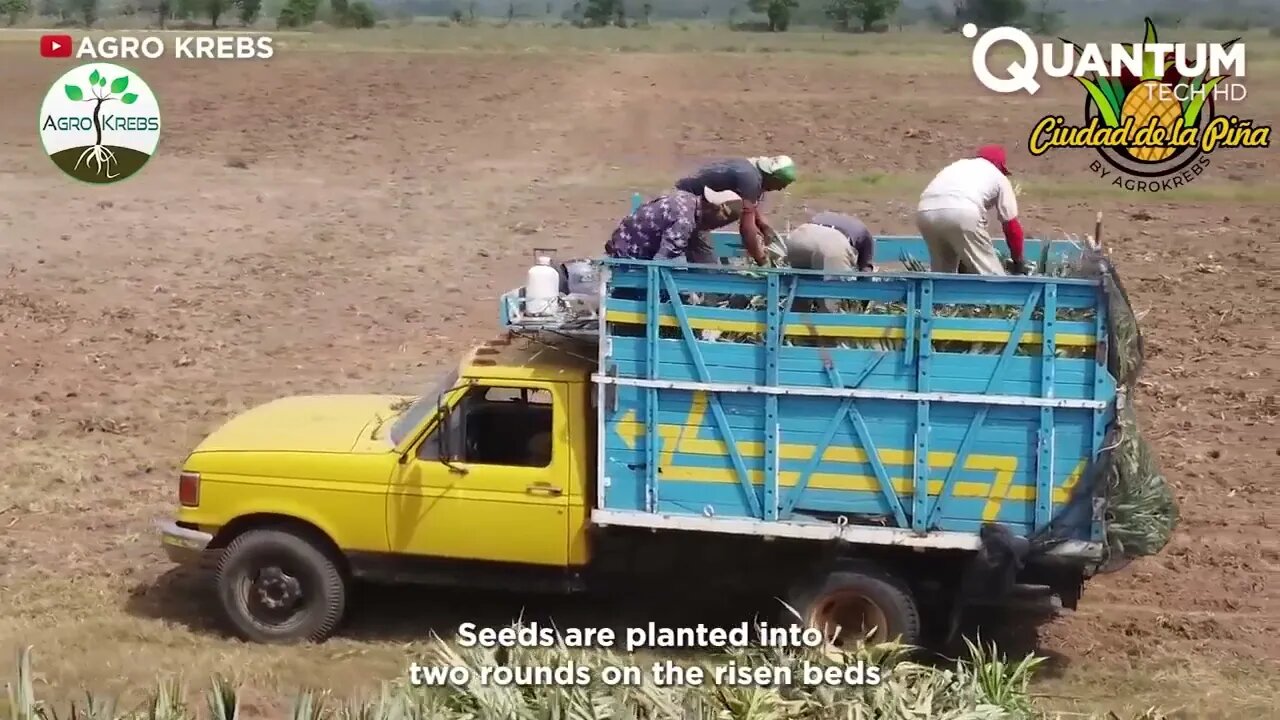 Harvesting the Most Delicious Pineapples in the World | Exotic Fruit Plantation